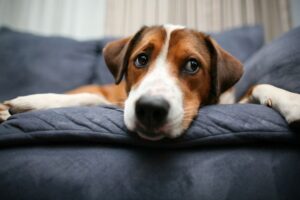 How to Keep Your Dog Off the Couch (Even While Your Away)