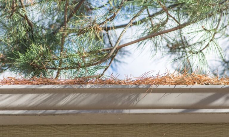 How to Keep Pine Needles Out of Gutters (And Why You Should)