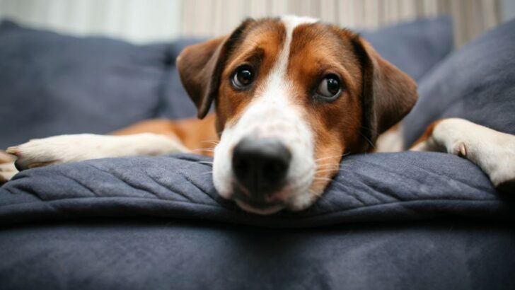 So halten Sie Ihren Hund von der Couch fern (auch wenn Sie nicht da sind)
