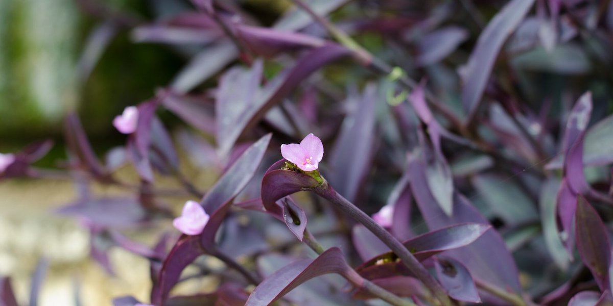 Blume wächst auf einer purpurroten Herzpflanze