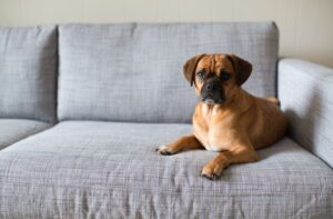 Why Does My Dog Keep Peeing On The Couch? (10 Causes)