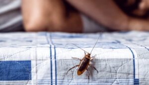 Wie kann man Kakerlaken im Schlafzimmer vorbeugen?