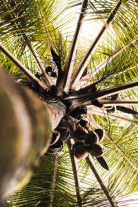 Warum Sie Kokospalmen in Ihrem Garten pflanzen sollten