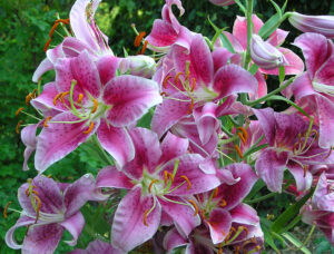 Wie man Stargazer-Lilie pflanzt, um Ihren Garten zum Platzen zu bringen?