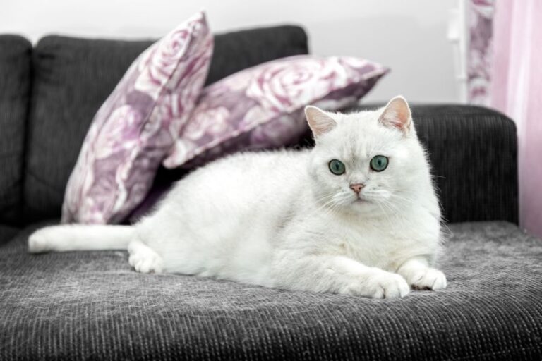 7 Easy Ways to Remove Embedded Pet Hair From a Couch