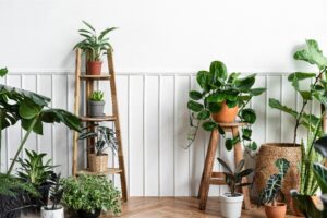 indoor houseplants