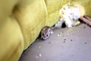 Can Mice Live in Couches? (And How to Get Rid of Them)