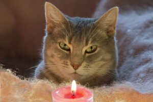 Are Candles Bad for Cats? (And What to Use Instead)