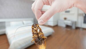 Wie Insekten im Schlafzimmer loswerden?
