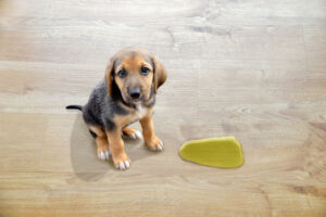 Steps to getting dog pee out of hardwood floors.