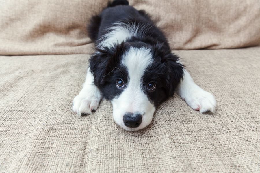 Gelangweilt aussehender Hund auf der Couch
