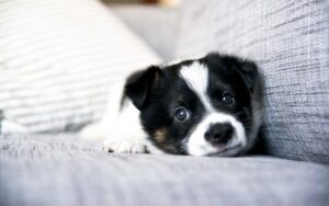 Why Does My Dog Dig on the Couch? (10 Common Reasons)