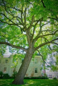 Sollten Sie einen schwarzen Walnussbaum in Ihrem Haus anbauen?