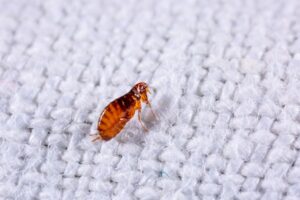 9 Smart Ways to Get Rid of Fleas on Your Couch