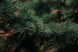 close up photo of a pine tree