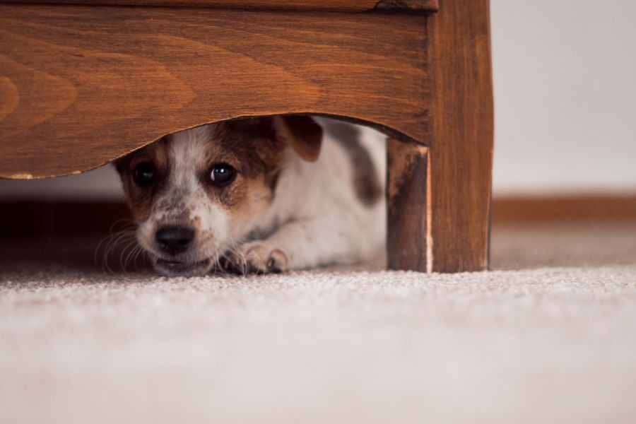 Nervöse, ängstliche oder unsichere Hunde können auf Ihr Bett kacken