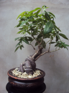 Bonsai Money Tree 101: Anbau und Pflege dieser Pflanze