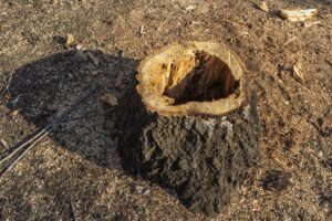 How to Hollow Out a Tree Stump (Using 2 Methods)