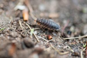 Why Are There Woodlice in My House? (And What to Do About It)
