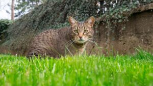 Why Does My Cat Poop on the Lawn? (And 10 Ways to Stop It)