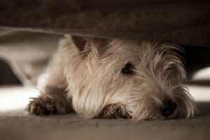 Why Does My Dog Hide Under the Couch? (4 Common Reasons)