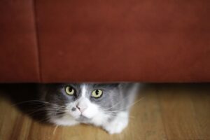 Why Is My Cat Hiding Under the Couch? (6 Common Reasons)
