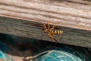 8 Effective Ways to Keep Wasps Out of Your Mailbox