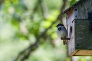 3 Proven Ways to Attract Birds to a Birdhouse