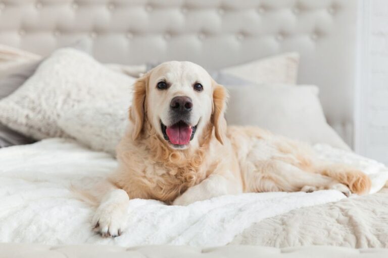 How to Keep Your Dog Off the Bed When Not at Home? (In 5 Basic Steps)