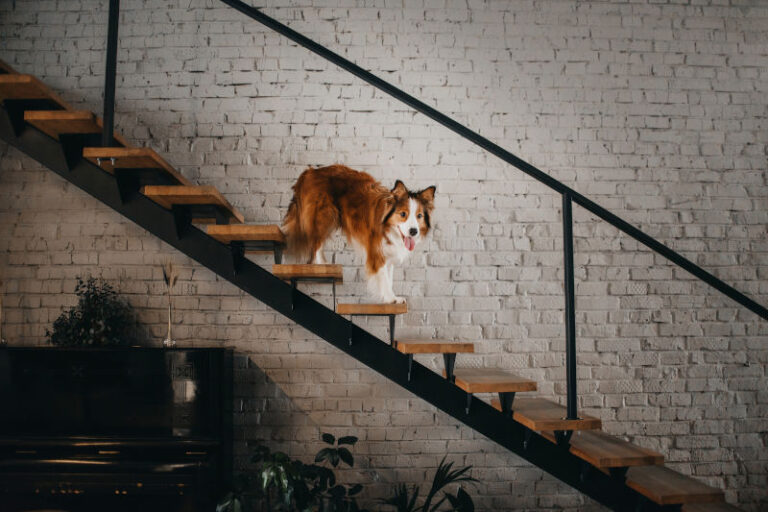 Dog standing on wooden stairs.
