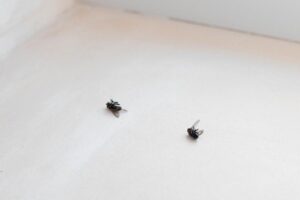 Do Dead Flies Attract More Flies? (Why, and How to Keep Them Away)